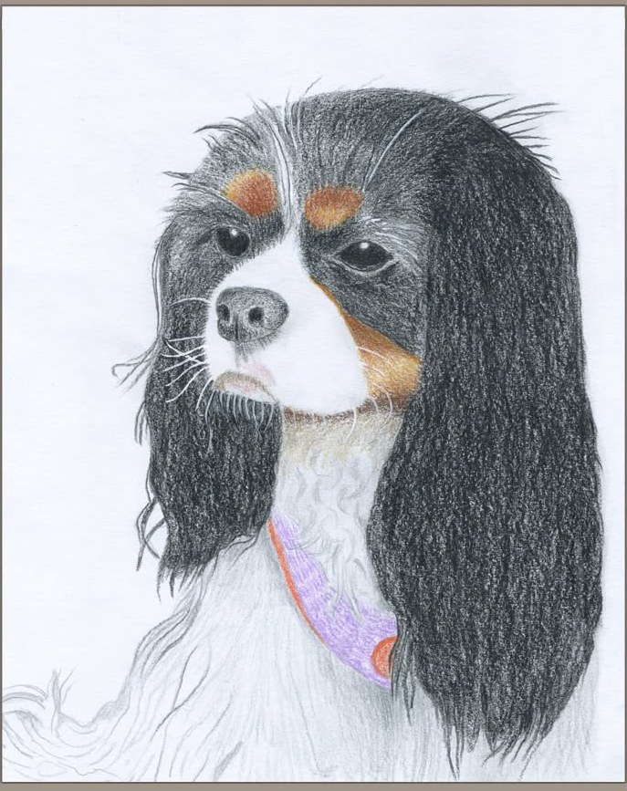 Coloured-pencil portrait of a Cavalier King Charles Spaniel