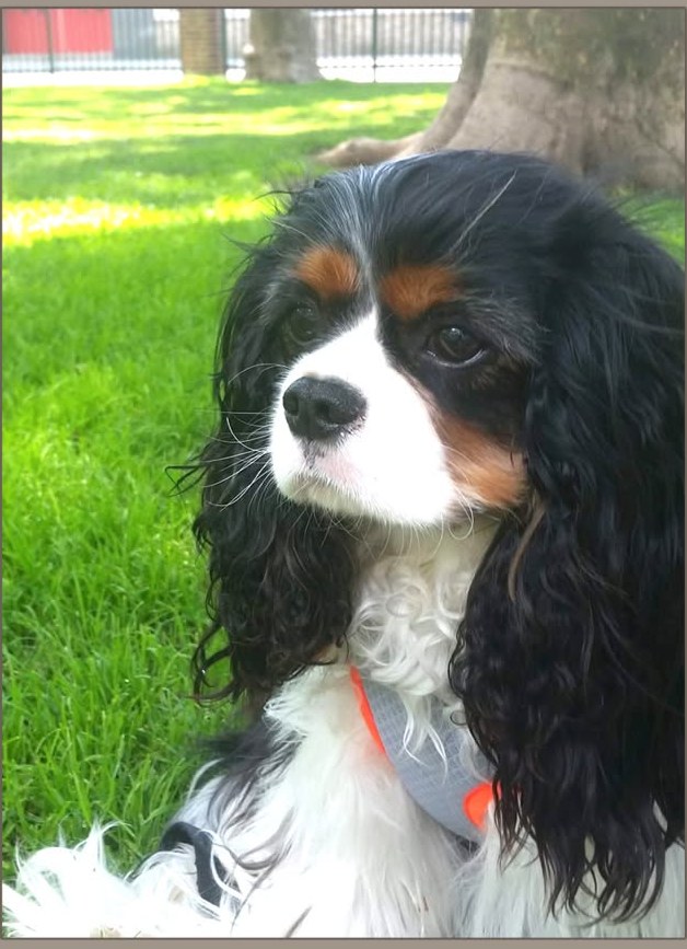 Photograph of a Cavalier King Charles Spaniel used as reference
