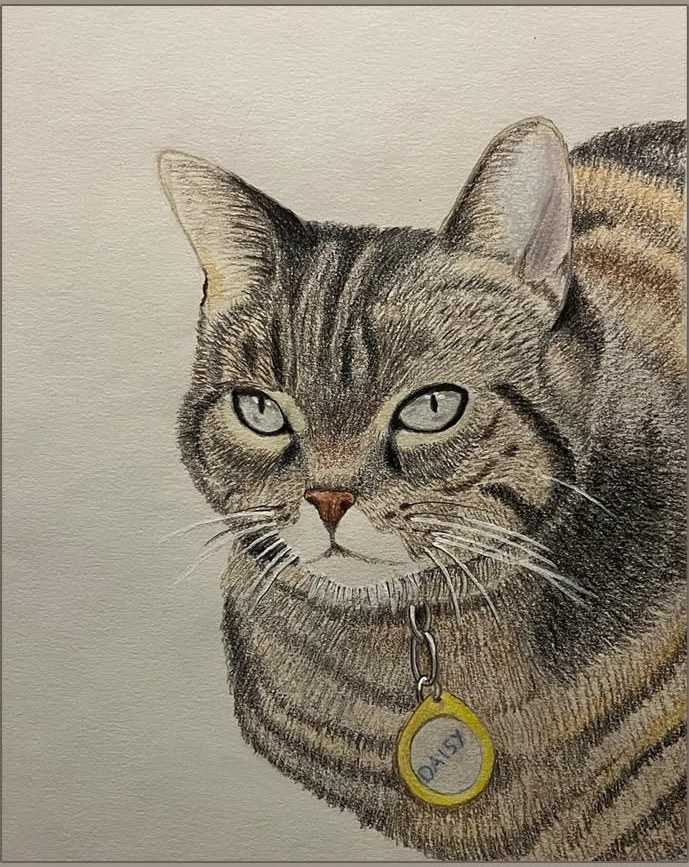 Coloured-pencil portrait of Daisy the tabby cat