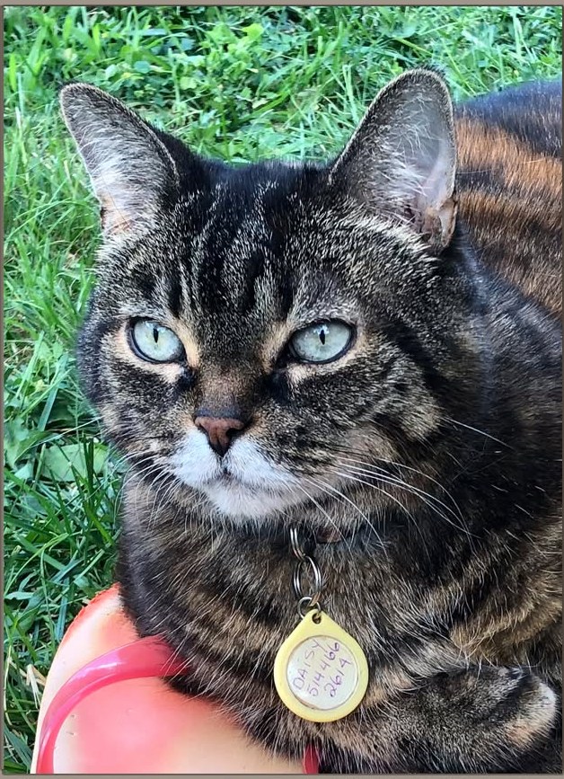 Photograph of Daisy the tabby cat used as reference