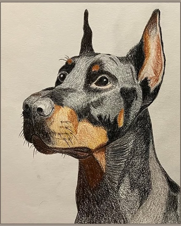 Coloured-pencil portrait of a Doberman