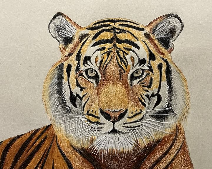 Coloured-pencil illustration of a tiger